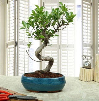 Amazing Bonsai Ficus S thal  Van internetten iek siparii 