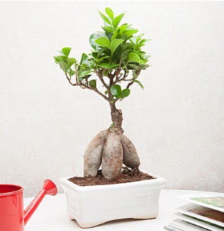 Exotic Ficus Bonsai ginseng  Van iek servisi , ieki adresleri 