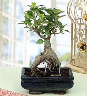 Appealing Ficus Ginseng Bonsai  Van anneler gn iek yolla 
