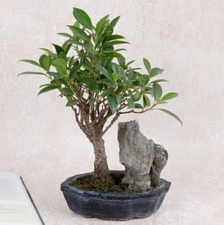 Japon aac Evergreen Ficus Bonsai  Van iek gnderme sitemiz gvenlidir 
