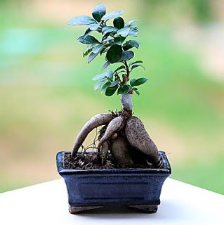 Marvellous Ficus Microcarpa ginseng bonsai  Van iek siparii vermek 