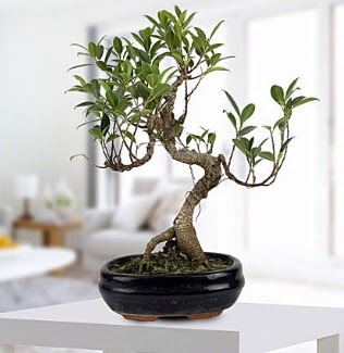 Gorgeous Ficus S shaped japon bonsai  Van yurtii ve yurtd iek siparii 