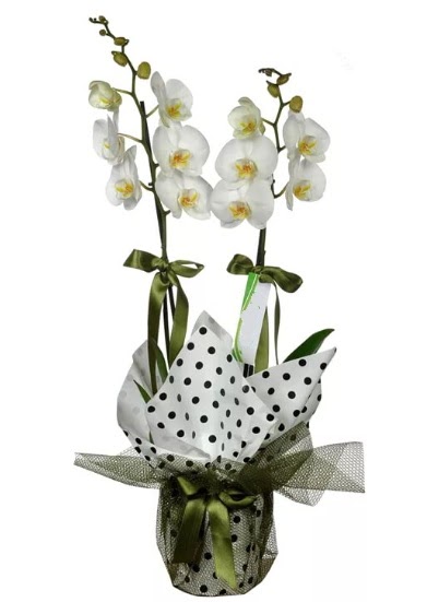 ift Dall Beyaz Orkide  Van 14 ubat sevgililer gn iek 