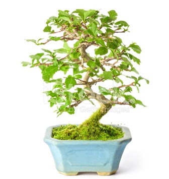 S zerkova bonsai ksa sreliine  Van nternetten iek siparii 