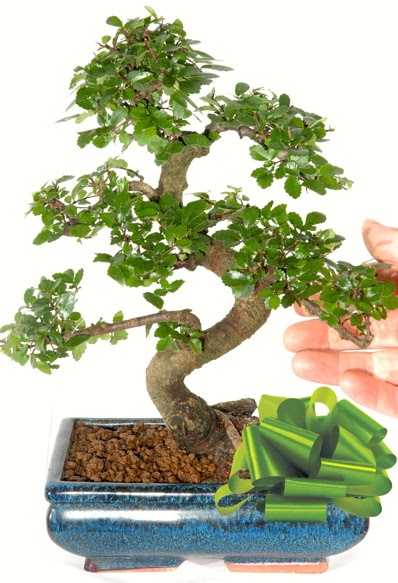 Yaklak 25 cm boyutlarnda S bonsai  Van iek siparii sitesi 