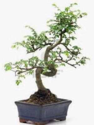 S gvde bonsai minyatr aa japon aac  Van iek sat 