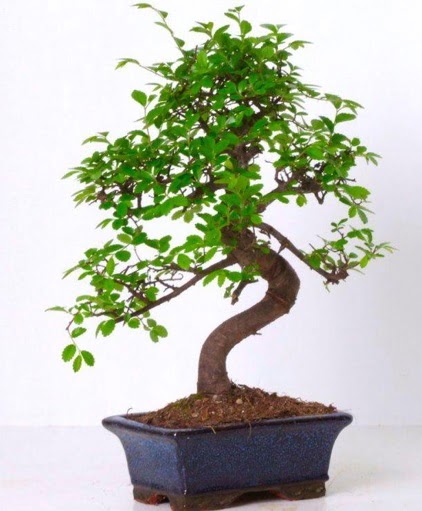 S gvdeli bonsai minyatr aa japon aac  Van iek gnderme sitemiz gvenlidir 