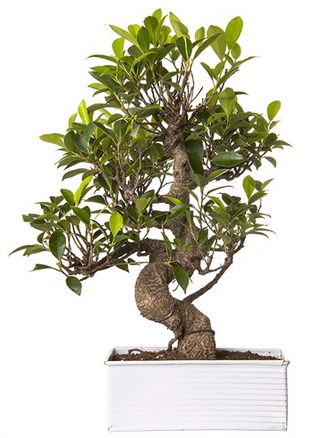 Exotic Green S Gvde 6 Year Ficus Bonsai  Van iek gnderme sitemiz gvenlidir 