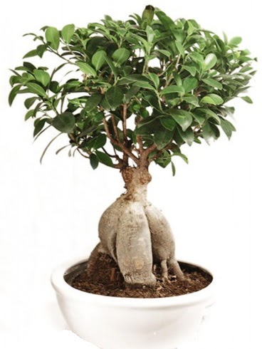 Ginseng bonsai japon aac ficus ginseng  Van nternetten iek siparii 