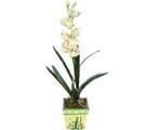 Özel Yapay Orkide Beyaz   Van online çiçekçi , çiçek siparişi 