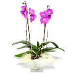  Van çiçek satışı  Cam yada mika vazo içerisinde  1 kök orkide