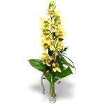  Van İnternetten çiçek siparişi  cam vazo içerisinde tek dal canli orkide