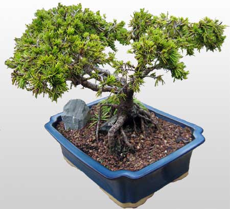 ithal bonsai saksi iegi  Van ieki maazas 