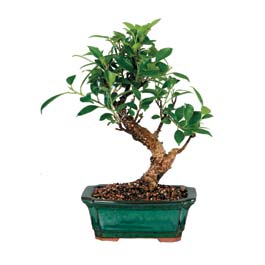  Van iek siparii sitesi  ithal bonsai saksi iegi  Van iek online iek siparii 