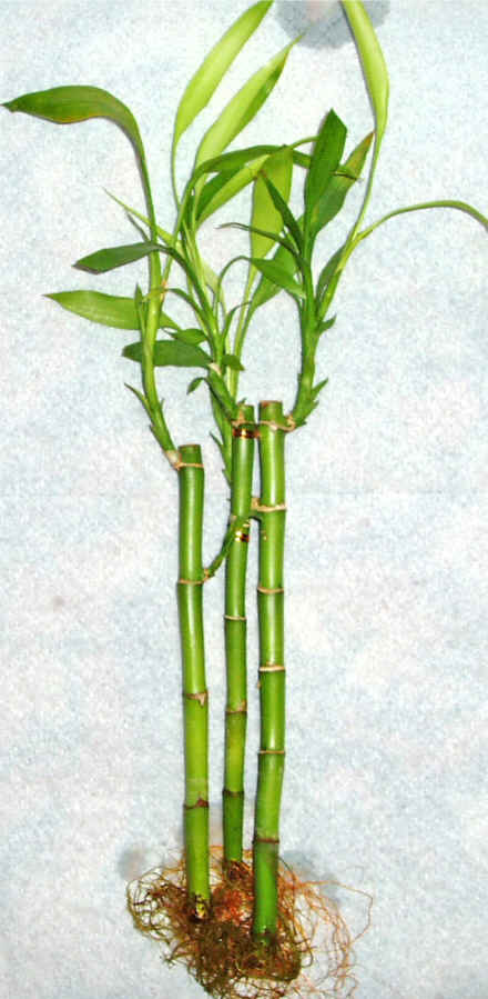 Lucky Bamboo 3 adet vazo hediye edilir   Van cicek , cicekci 