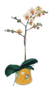  Van online iek gnderme sipari  Phalaenopsis Orkide ithal kalite