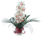  Van çiçek siparişi sitesi  Dal orkide ithal iyi kalite