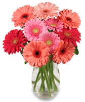 vazo içerisinde 13 adet gerbera çiçeği  Van çiçek siparişi sitesi 