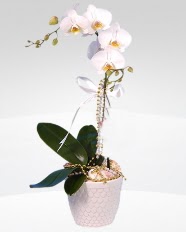 1 dallı orkide saksı çiçeği  Van online çiçekçi , çiçek siparişi 