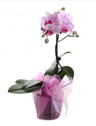 1 dal pembe orkide saksı çiçeği  Van kaliteli taze ve ucuz çiçekler 