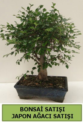 Minyatür bonsai japon ağacı satışı  Van çiçek gönderme sitemiz güvenlidir 