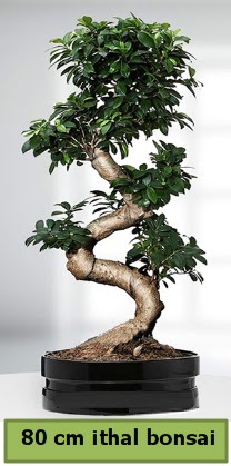 80 cm özel saksıda bonsai bitkisi  Van çiçekçi telefonları 