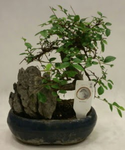 İthal 1.ci kalite bonsai japon ağacı  Van çiçek satışı 