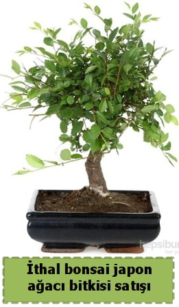 İthal bonsai saksı çiçeği Japon ağacı satışı  Van İnternetten çiçek siparişi 