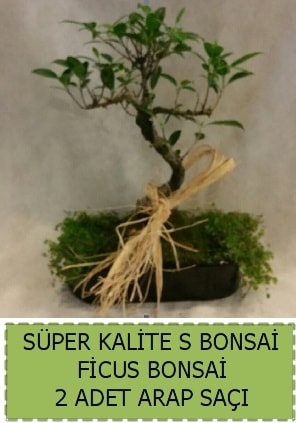 Ficus S Bonsai ve arap saçı  Van çiçekçi telefonları 