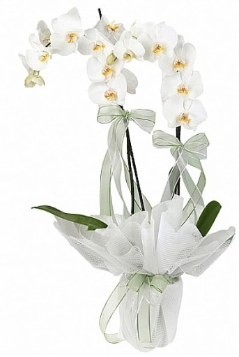 Çift Dallı Beyaz Orkide  Van anneler günü çiçek yolla 
