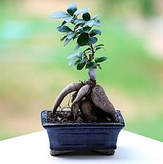 Marvellous Ficus Microcarpa ginseng bonsai  Van çiçek siparişi vermek 