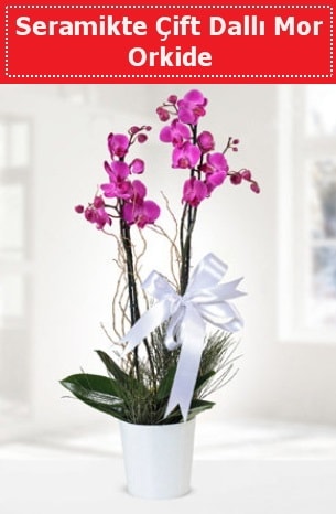 Seramikte Çift Dallı Mor Orkide  Van anneler günü çiçek yolla 