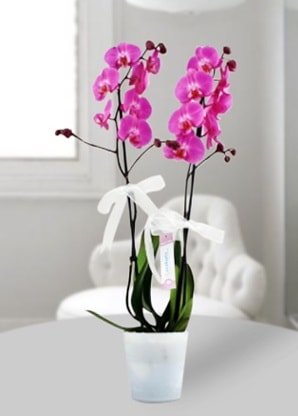 Çift dallı mor orkide  Van çiçekçiler 
