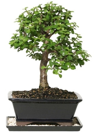 15 cm civarı Zerkova bonsai bitkisi  Van çiçek siparişi sitesi 